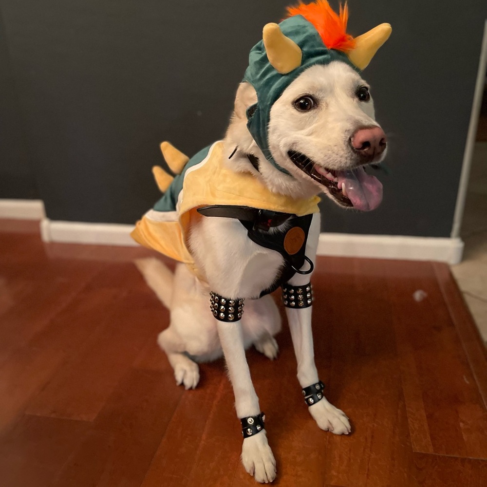 Bowser Pet Costume Complete Set - Picture 12 of 16